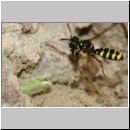 Cerceris quinquefasciata - Knotenwespe 04c 9mm beim Nesteintrag von Ruesselkaefern - OS-Hasbergen Lehmhuegel.jpg